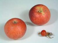 Äpfel Regionalsorten